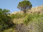 Vacant plot For Sale in Suikerbossie, Gordons Bay